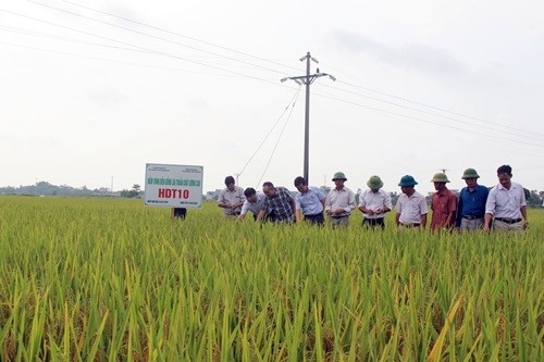 Đẩy mạnh sản xuất nông nghiệp hữu cơ nhằm tạo ra sản phẩm an toàn