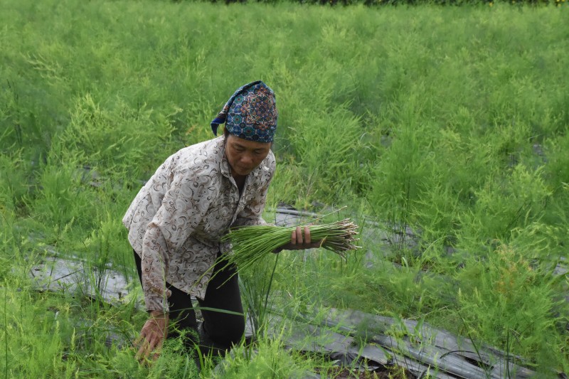 nang cao gia tri san xuat nho ung dung cong nghe cao trong nong nghiep