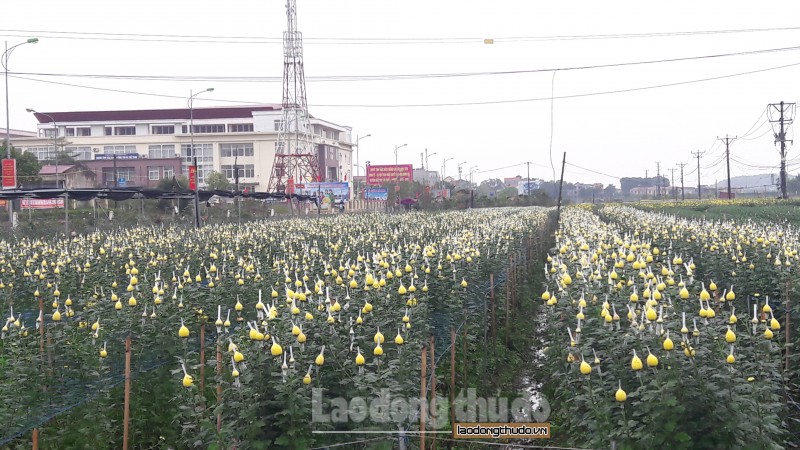 huong di moi cho nghe trong hoa o me linh