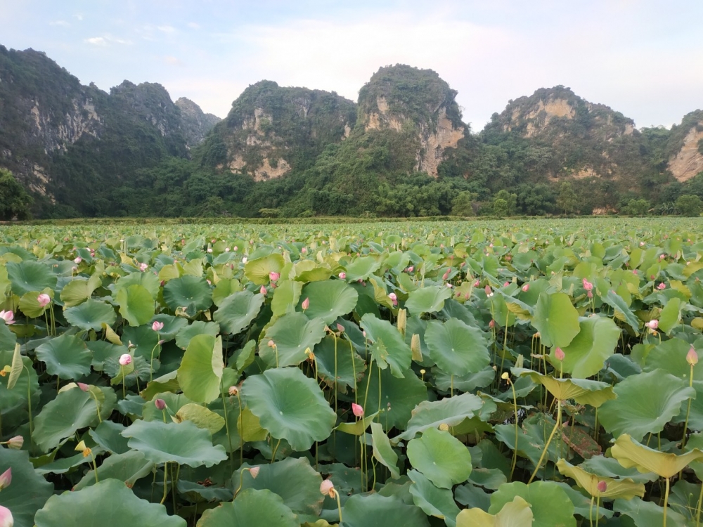 Hướng đi mới, thoát nghèo từ mô hình trồng sen