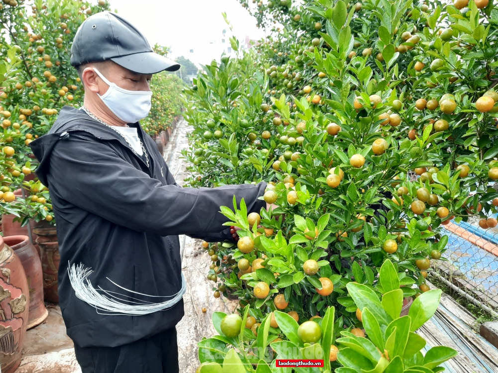 Làng quất Tứ Liên chủ động phòng, chống dịch