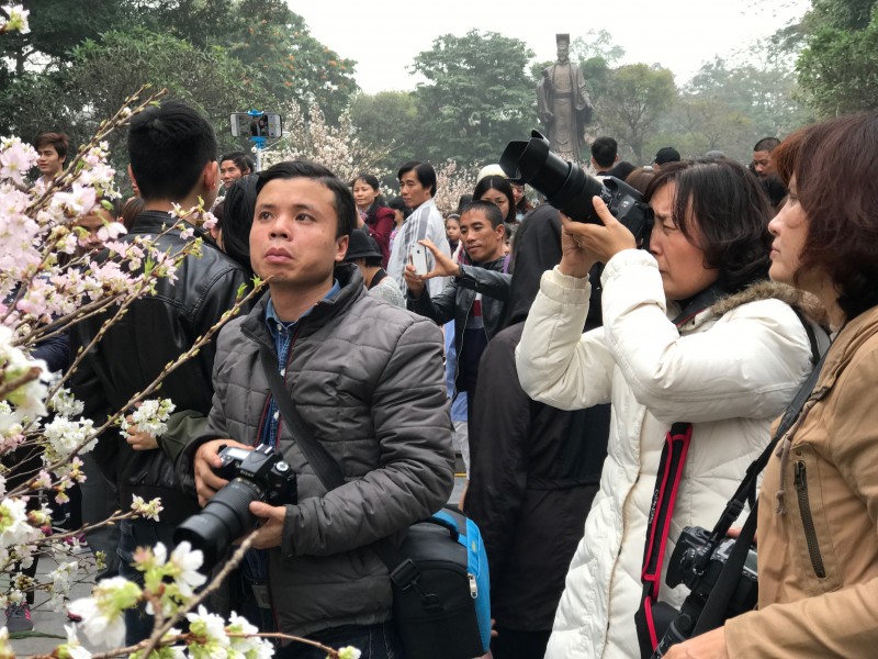 nguoi dan ha noi doi mua di ngam hoa anh dao