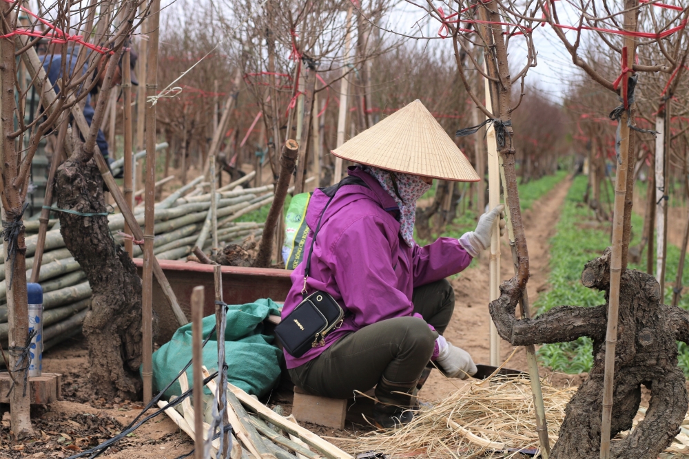 Nhật Tân nhộn nhịp khách 