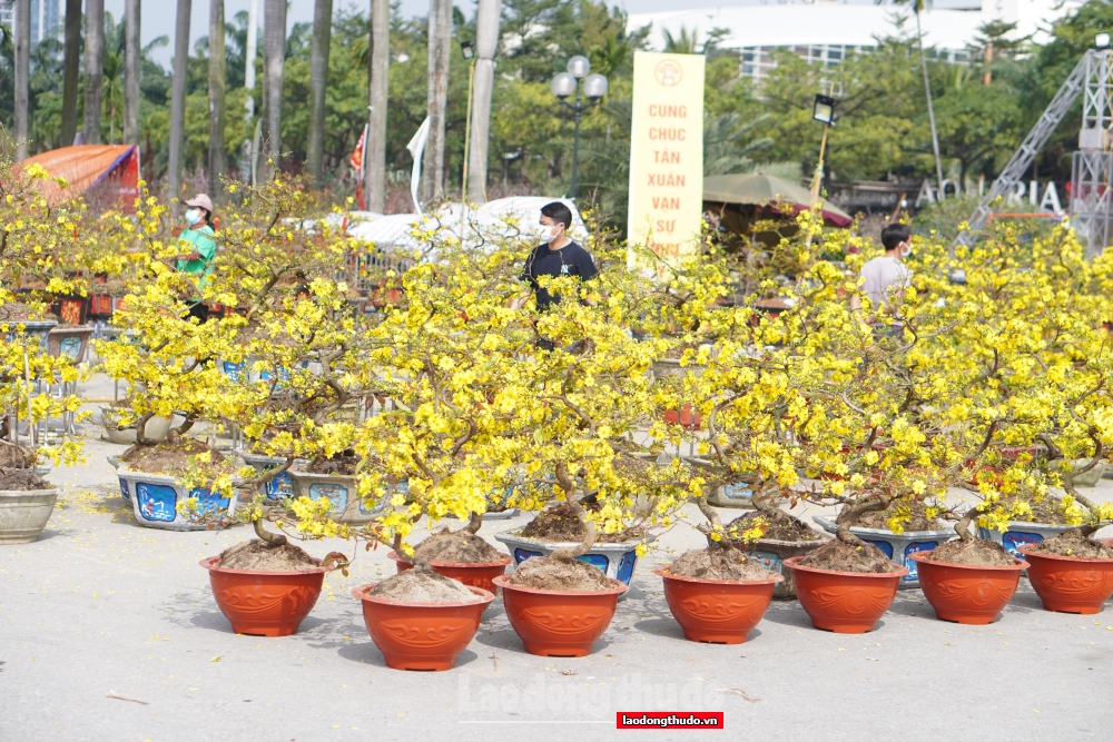 Giáp Tết, người bán hoa đồng loạt treo biển “xả hàng”