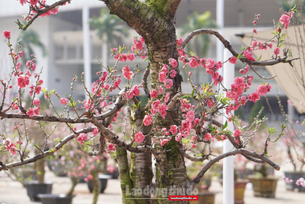 Giáp Tết, người bán hoa đồng loạt treo biển “xả hàng”