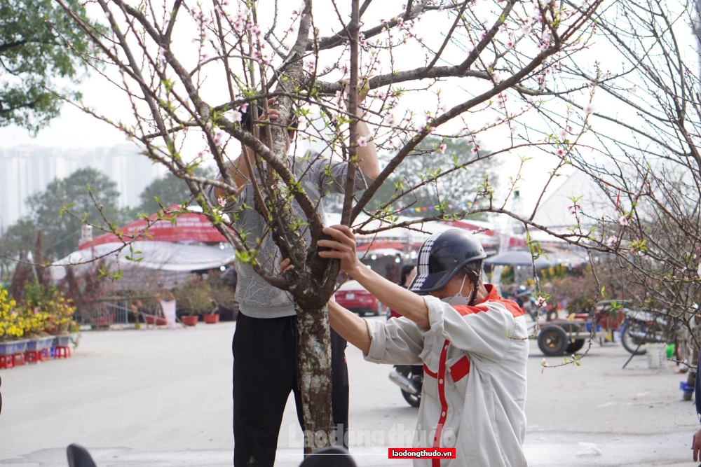 Giáp Tết, người bán hoa đồng loạt treo biển “xả hàng”