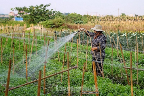 nguo i dan tay tu u phan khoi gia hoa ho i sinh sau di ch