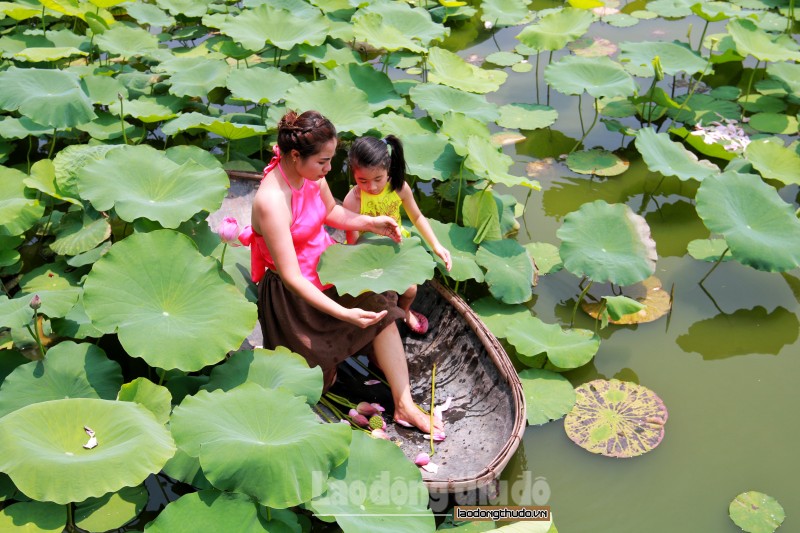 nguoi dan thu do hao huc chup hoa sen dau mua