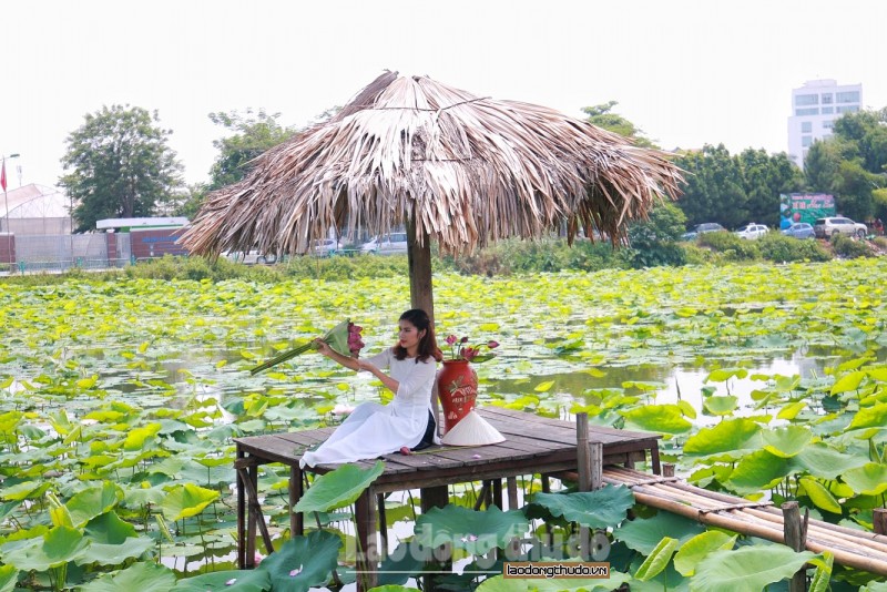 nguoi dan thu do hao huc chup hoa sen dau mua