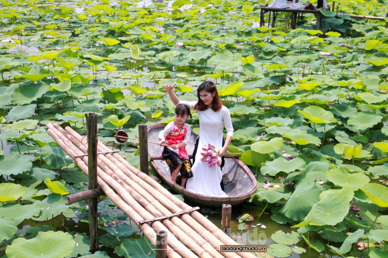 nguoi dan thu do hao huc chup hoa sen dau mua