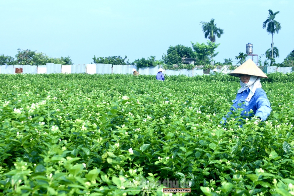 Người dân Sóc Sơn tất bật thu hoạch hoa nhài cuối vụ