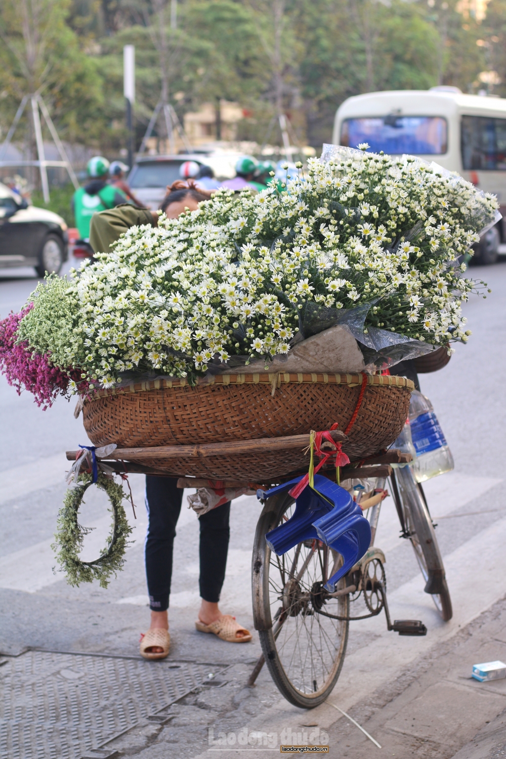 Cúc họa mi gọi đông về len lỏi khắp phố phường Hà Nội