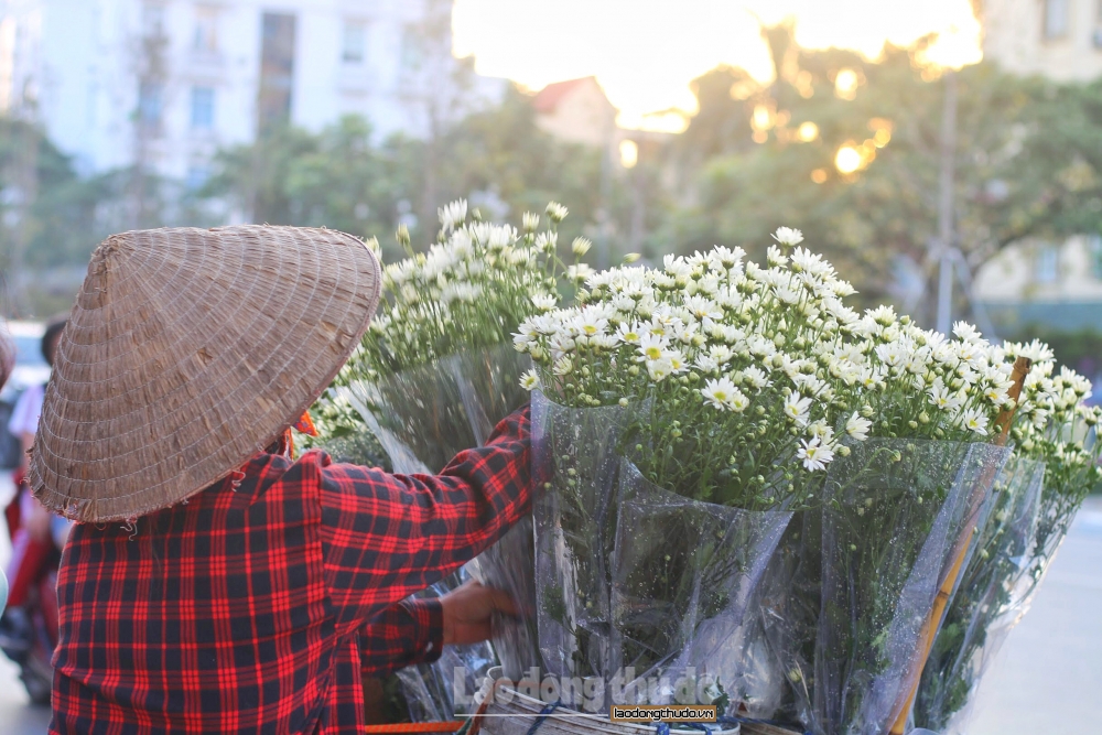 Cúc họa mi gọi đông về len lỏi khắp phố phường Hà Nội