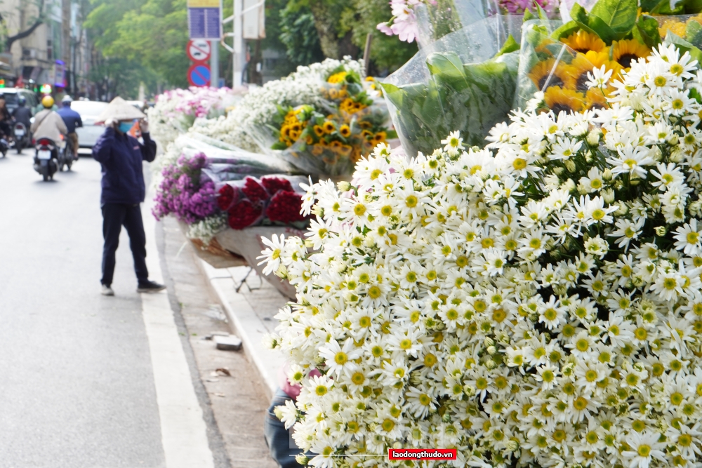 Cúc họa mi đầu mùa xuống phố, giá rẻ nhưng vẫn ít người mua