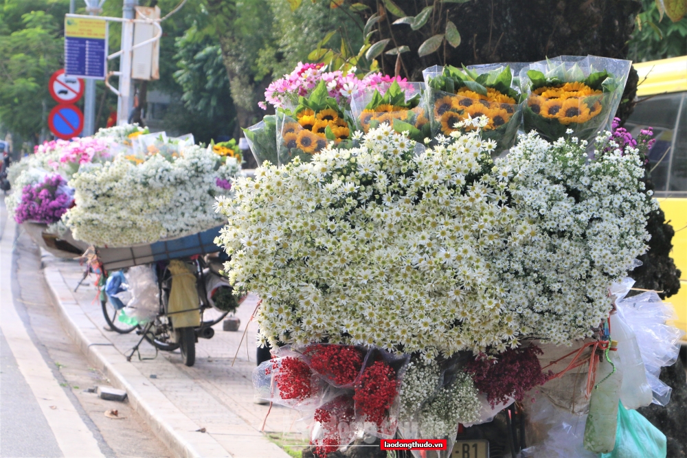 Cúc họa mi đầu mùa xuống phố, giá rẻ nhưng vẫn ít người mua