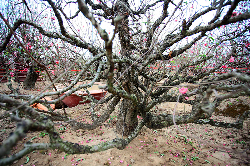 ngam vuon dao xuyen hai the ky cuc hiem o ha noi