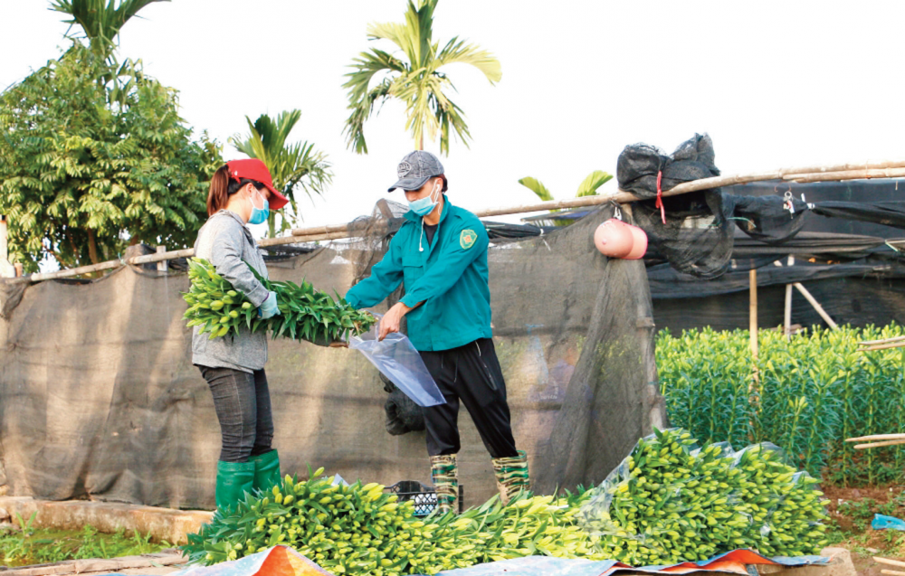 Những cành hoa ly được người dân Tây Tựu cắt, đóng gói chuyển đến các khu chợ lớn của Thủ đô.	 	Ảnh: Phương Ngân