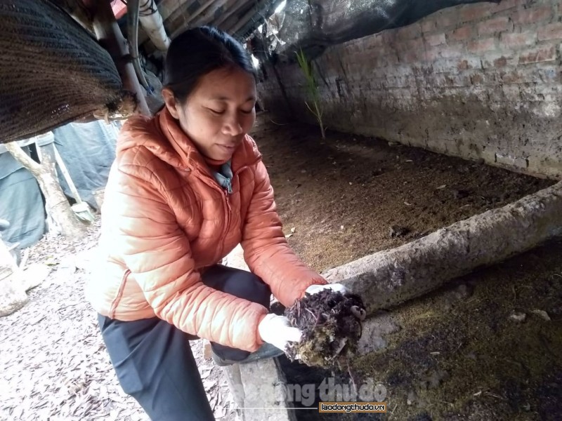 Làm giàu nhờ nuôi giun