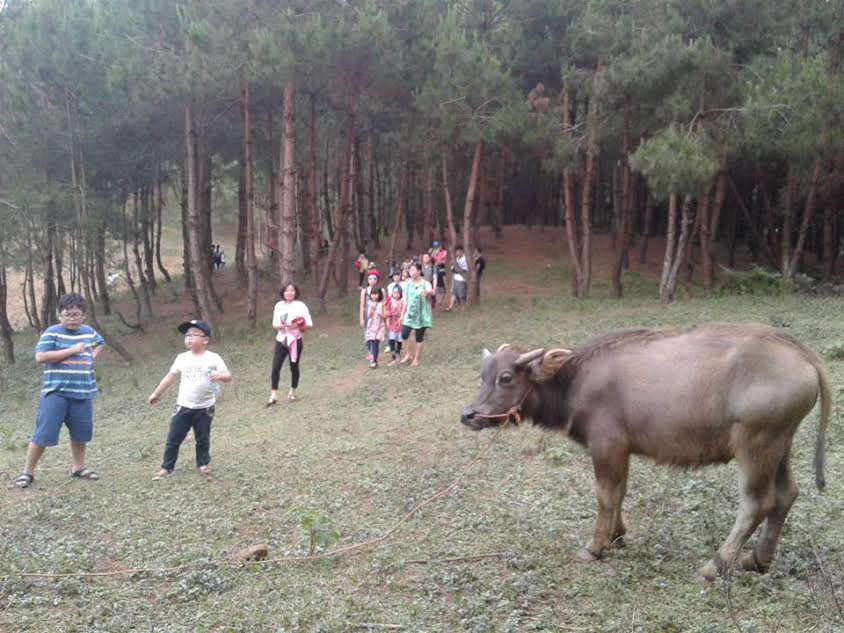 vung cao son la homestay kiem bon tien trong dip nghi le