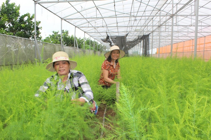 Cây “tiền tỷ” trên đất bãi