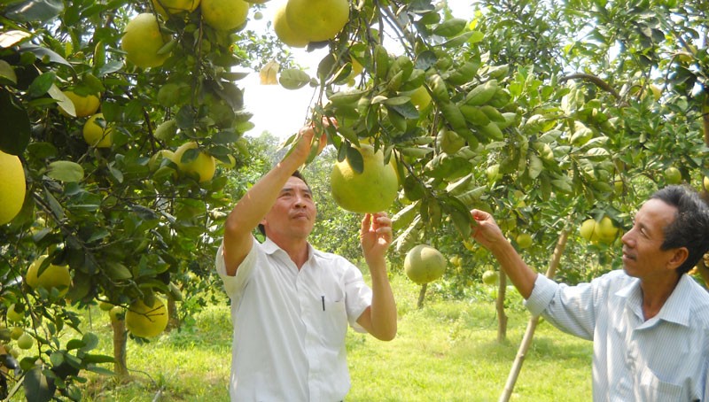 Huyện Chương Mỹ: Hiệu quả từ chuyển đổi cơ cấu sản xuất nông nghiệp