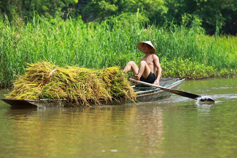 ngo ngan truoc ve dep tam coc mua lua chin