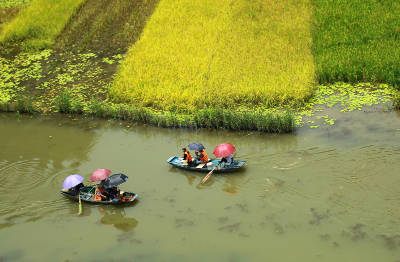 ngo ngan truoc ve dep tam coc mua lua chin