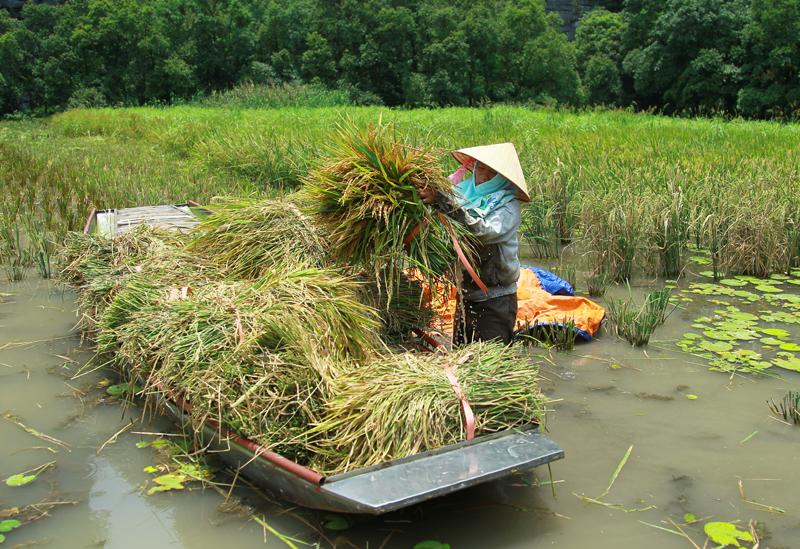 ngo ngan truoc ve dep tam coc mua lua chin