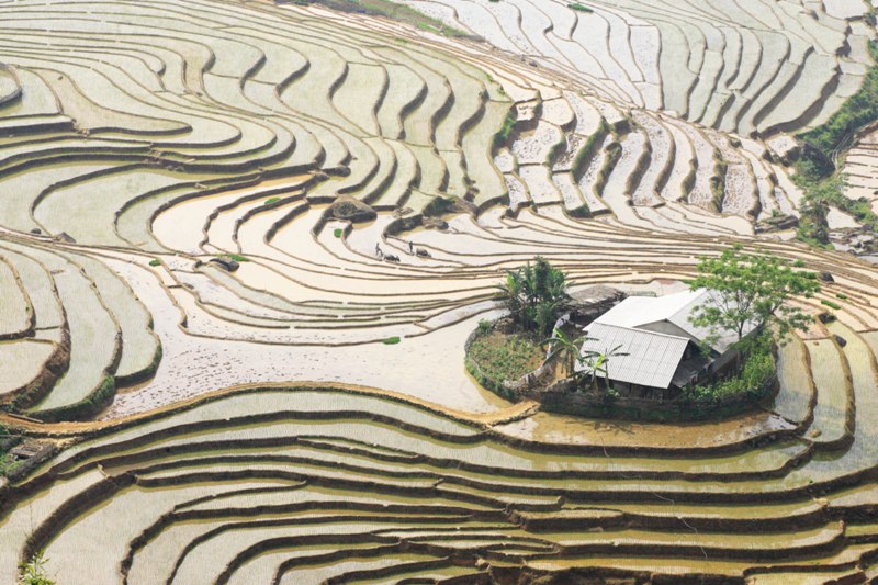 Ruộng bậc thang Y Tý mùa cấy