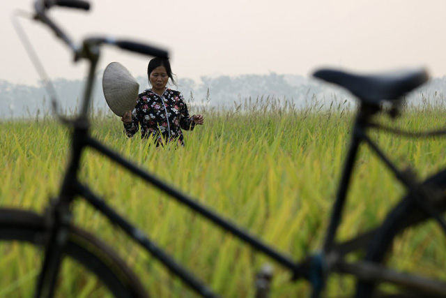 dep ngo ngang canh dong lua chin vang o ngoai thanh ha noi