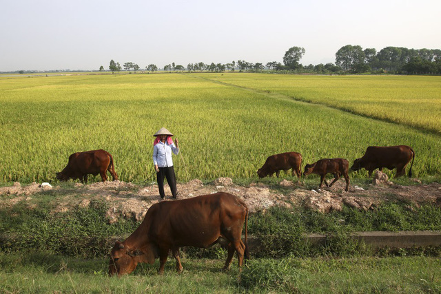 dep ngo ngang canh dong lua chin vang o ngoai thanh ha noi