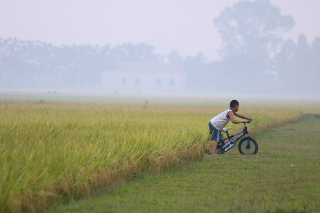 dep ngo ngang canh dong lua chin vang o ngoai thanh ha noi