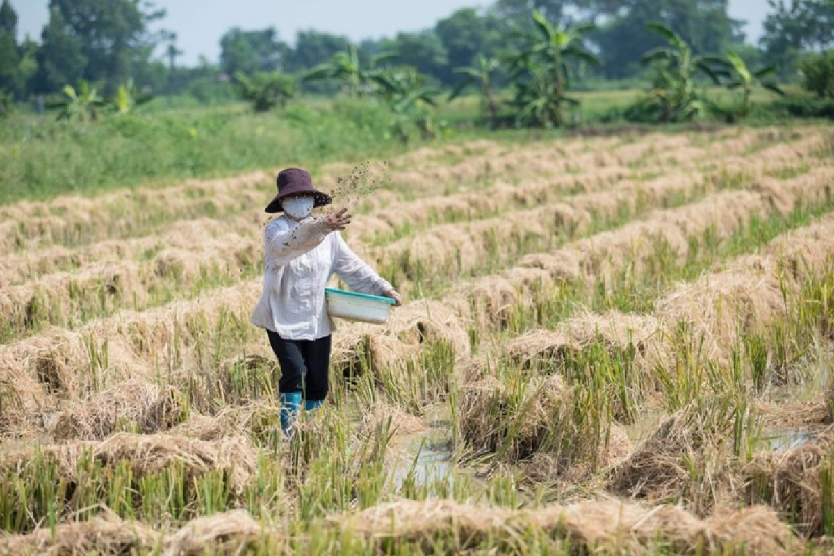 Nhiều nơi, người dân đã xử lý rơm rạ sau thu hoạch bằng chế phẩm sinh học. (Ảnh: Hồng Anh/moitruongvacuocsong)