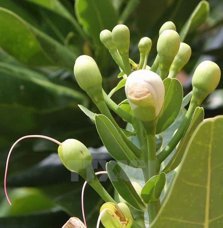 ngam nhin hoa bang vuong khoe sac tai truong sa