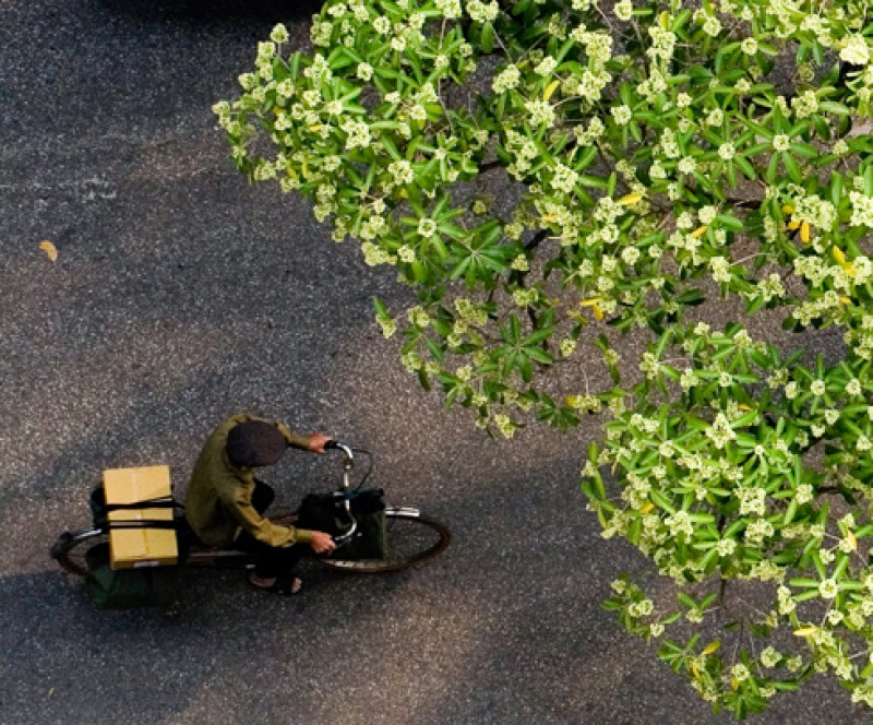 hoa sua huong thu ha noi