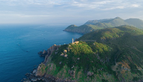 phu yen dau chi co hoa vang tren co xanh