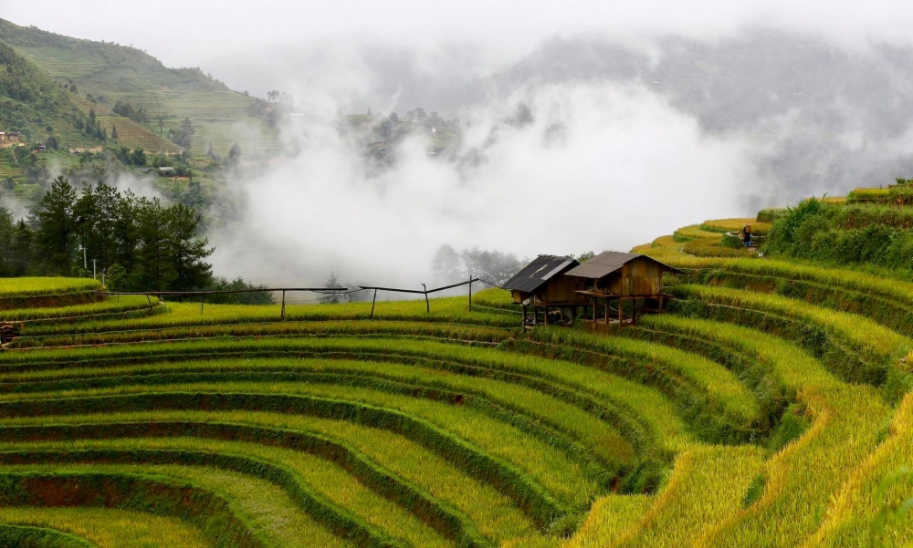 Mù Cang Chải vàng rực một màu lúa