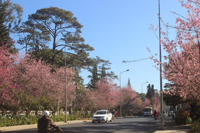 lan dau tien to chuc ngay hoi hoa mai anh dao da lat