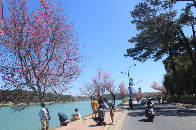 lan dau tien to chuc ngay hoi hoa mai anh dao da lat