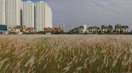 canh dong lau lam ngat ngay gioi tre ha thanh