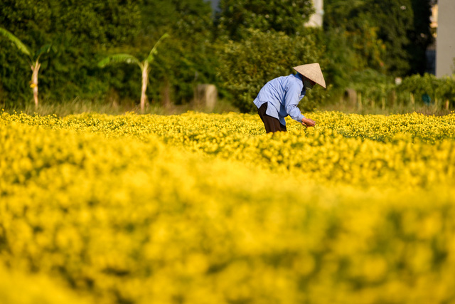 Cúc "tiến vua" vàng rực cánh đồng ở Hưng Yên