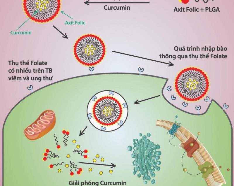 Curcumin hướng đích đẩy lùi viêm loét dạ dày hiệu quả?