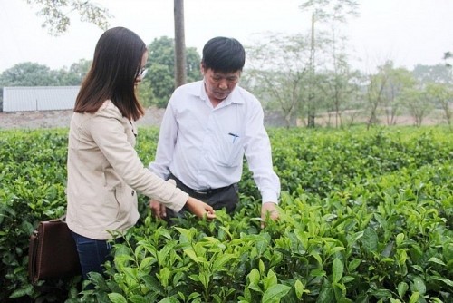 Đẩy mạnh trồng trọt, chăn nuôi góp phần phát triển kinh tế