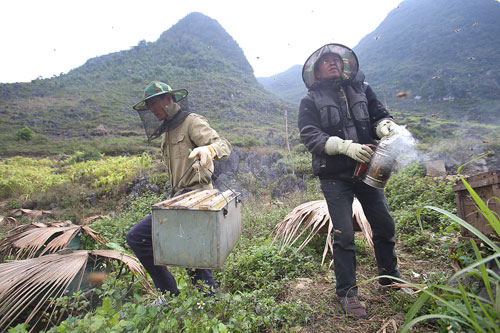 doc dao mat ong bac ha tren cao nguyen da