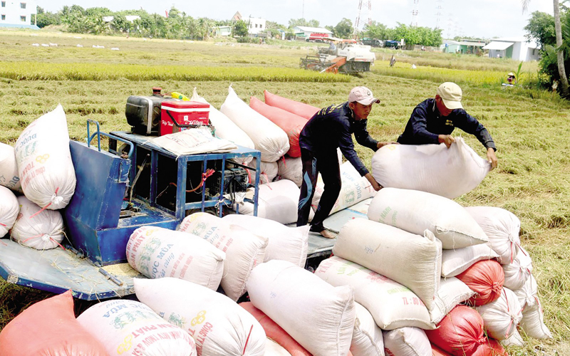 Cần có góc nhìn rộng hơn, sâu hơn về câu chuyện xuất khẩu gạo