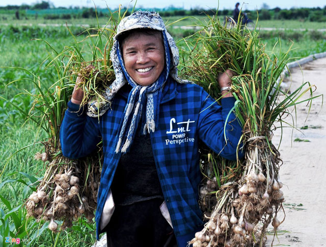 Ngăn chặn làm nhái tỏi Lý Sơn bằng liên kết tiêu thụ