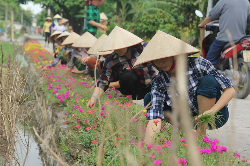 dep ngo ngang nhung con duong lang ruc ro hoa muoi gio o hai duong