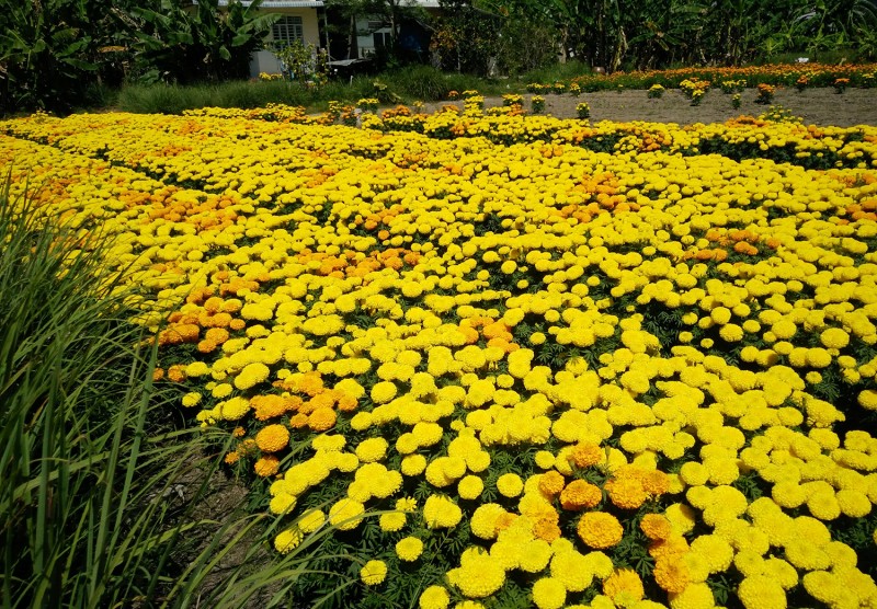 mo hinh du lich nong nghiep bo ngo den bao gio