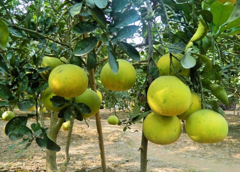 nhung bai thuoc dan gian huu ich tu buoi