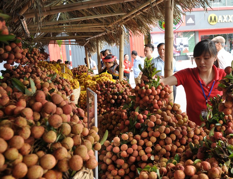 Phát triển nông sản bền vững: Bài học từ vải thiều Lục Ngạn